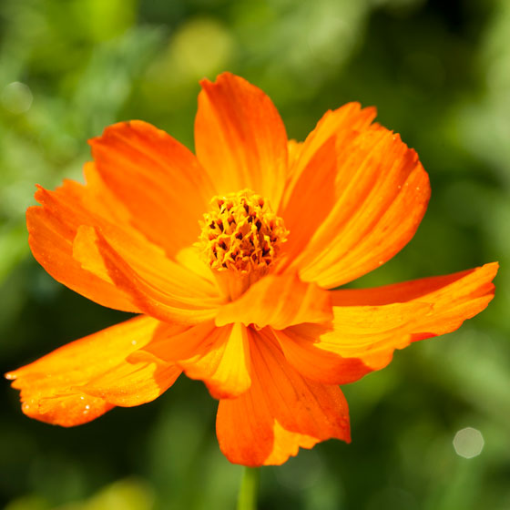 Oranje Cosmea, Cosmos bipinnatus.